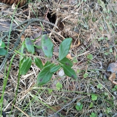 Vaccinium vitis-idaea