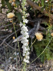 Sairocarpus coulterianus