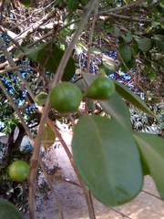 Psidium friedrichsthalianum