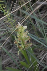 Dactylorhiza sambucina