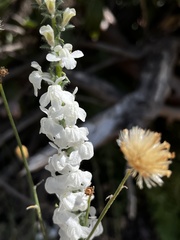 Sairocarpus coulterianus