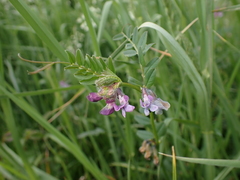 Vicia sepium