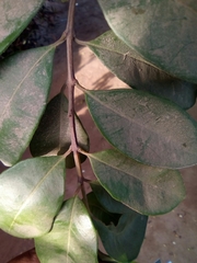 Psidium friedrichsthalianum