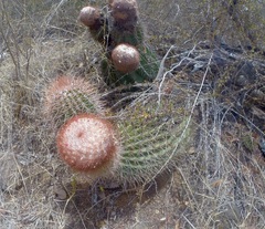 Melocactus intortus