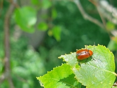 Cryptocephalus coryli