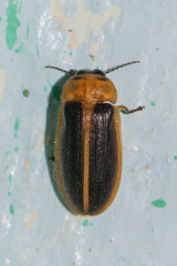 Asymmetricata ovalis