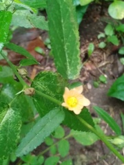 Sida rhombifolia