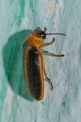 Asymmetricata ovalis