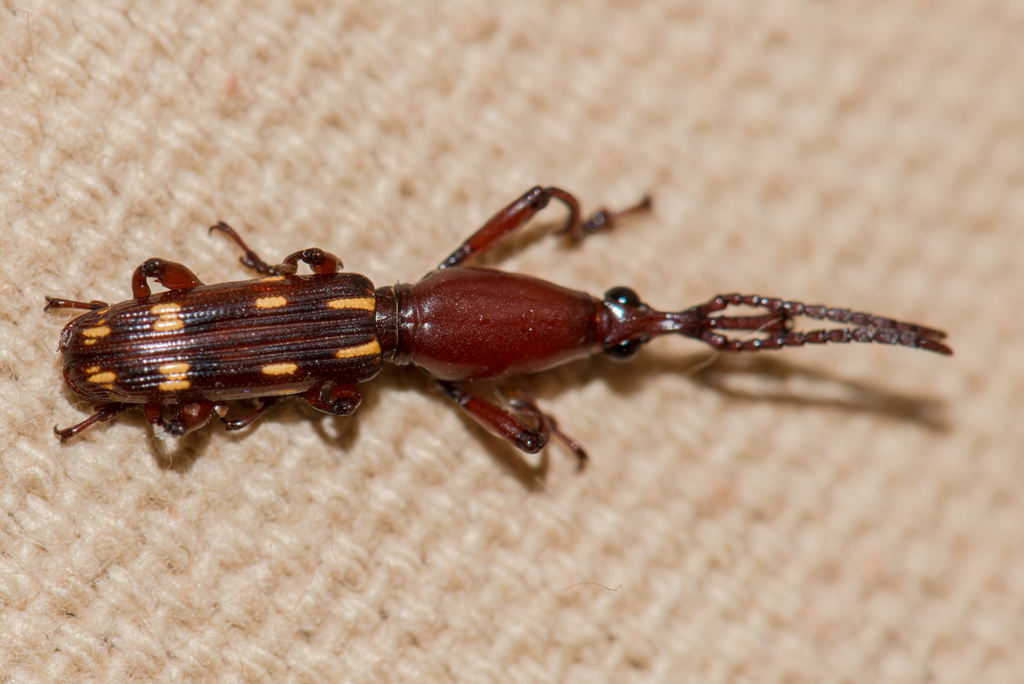 Orychodes