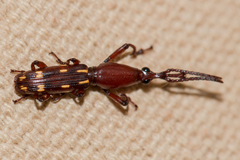 Orychodes