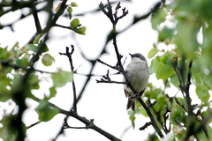 Curruca curruca curruca