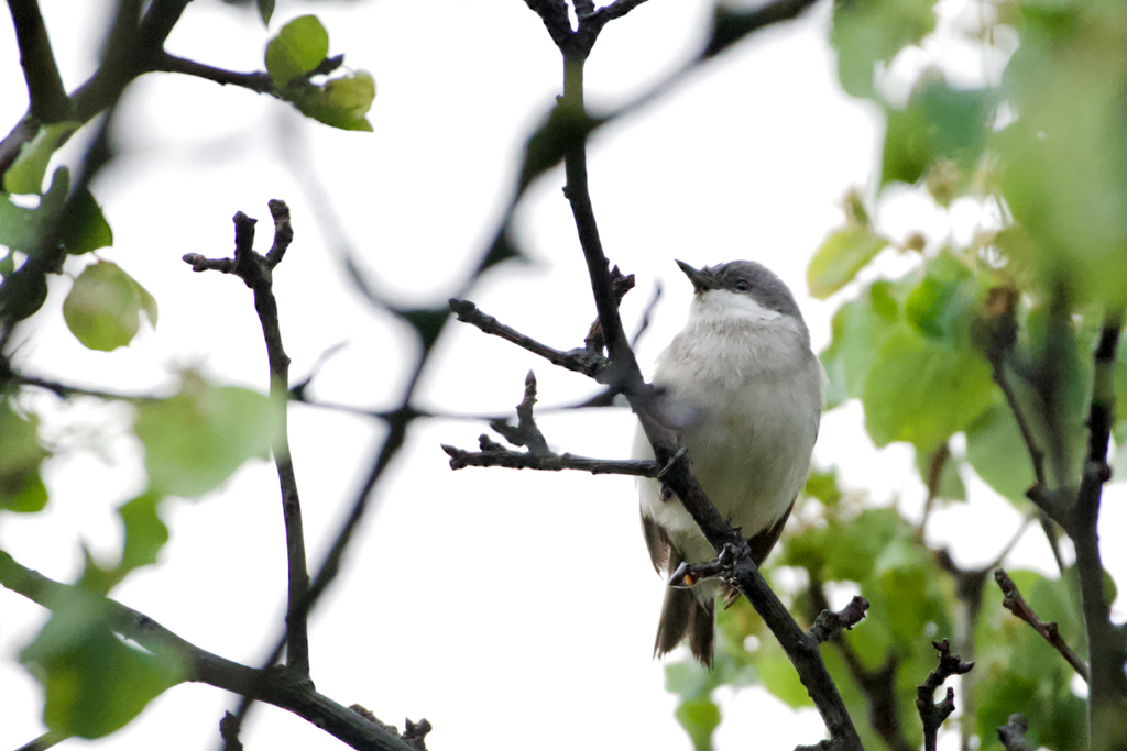 Lesser Whitethroat