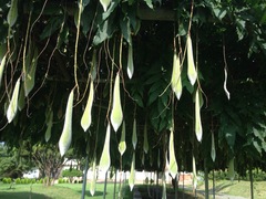 Wisteria floribunda