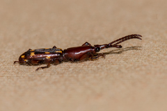 Orychodes