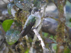 Taphrospilus hypostictus