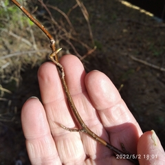 Prunus padus