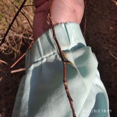 Prunus padus
