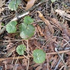 Glechoma hederacea
