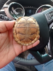 Terrapene carolina mexicana