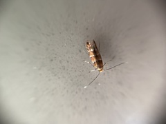 Cameraria ohridella