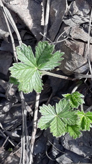 Potentilla humifusa