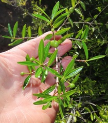 Rytigynia celastroides australis