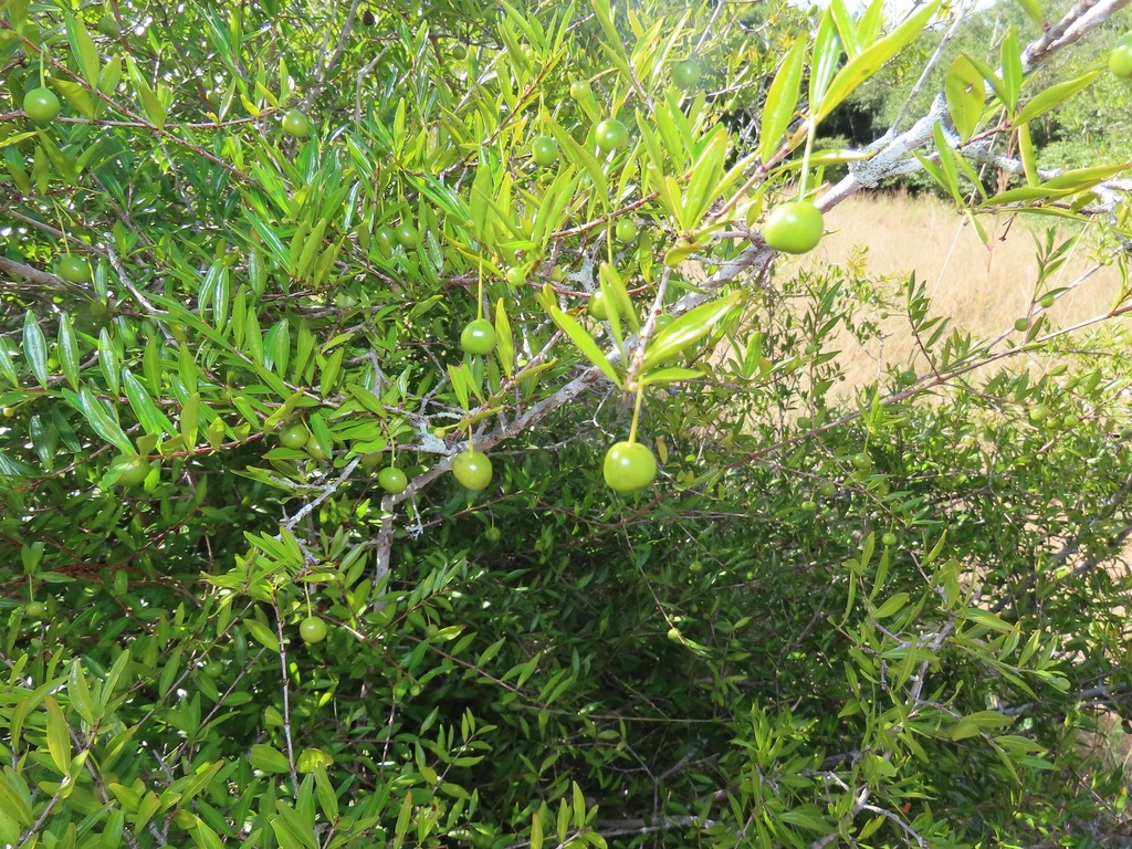 Rytigynia celastroides