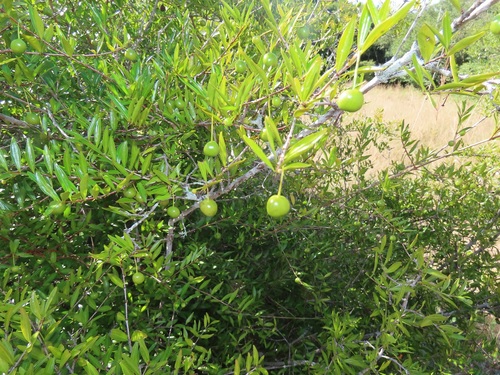Rytigynia celastroides