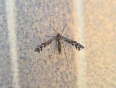 Singularia alternaria