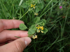 Medicago arabica