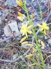 Bulbine cepacea