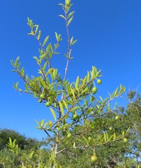 Rytigynia celastroides australis
