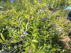 Rytigynia celastroides australis