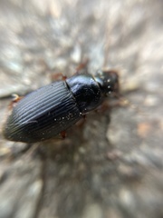 Harpalus rubripes