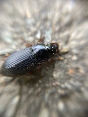 Harpalus rubripes