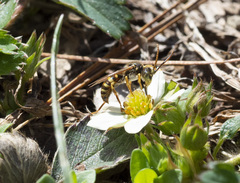 Nomada luteola