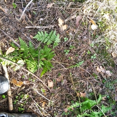 Dryopteris carthusiana