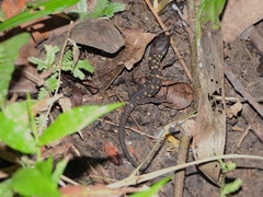 Lepidophyma