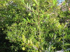 Rytigynia celastroides australis