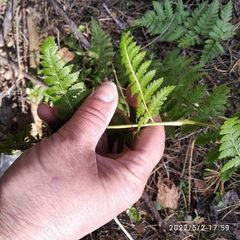 Dryopteris carthusiana