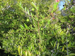 Rytigynia celastroides australis