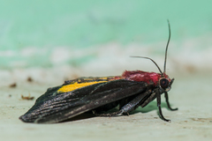 Toccolosida rubriceps