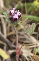 Trifolium amoenum