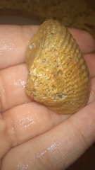 Noetia ponderosa