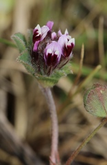 Trifolium amoenum