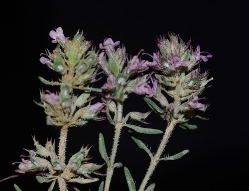 Thymus algeriensis image