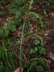 Carex sylvatica