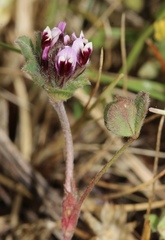 Trifolium amoenum