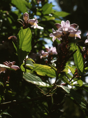 Phlogacanthus turgidus