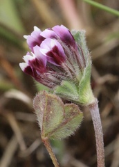 Trifolium amoenum